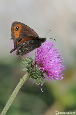 Erebia montana