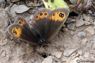 Erebia palarica