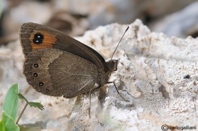 Erebia palarica