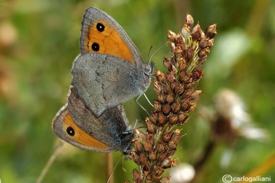   Hyponephele lycaon