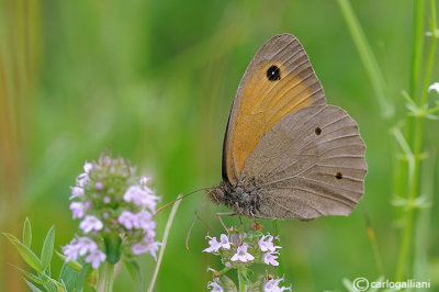 Maniola jurtina