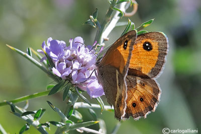 Pyronia bathseba