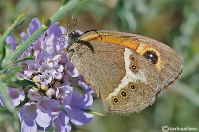 Pyronia bathseba