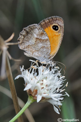   Pyronia cecilia