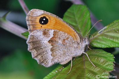   Pyronia cecilia