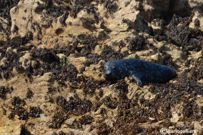 Foca grigia-Grey Seal  (Halichoerus grypus)