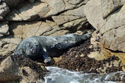 Foca grigia-Grey Seal  (Halichoerus grypus)