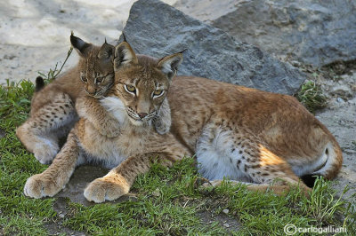 # Lince-Eurasian Lynx  (Felix lynx)