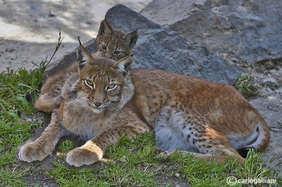 Lince-Eurasian Lynx  (Felix lynx)
