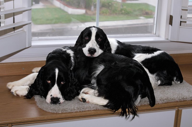 Armani resting on Georgio