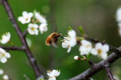 Bombylius major.jpg