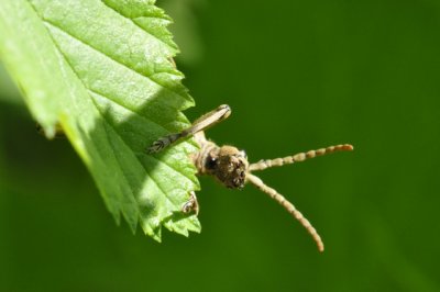 Rhagium sycophanta .jpg