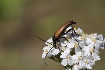 Hrig blombock Leptura pubescens.jpg
