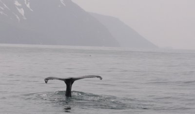 Humpback whale .jpg