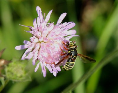 Spilomyia diopthalma.jpg