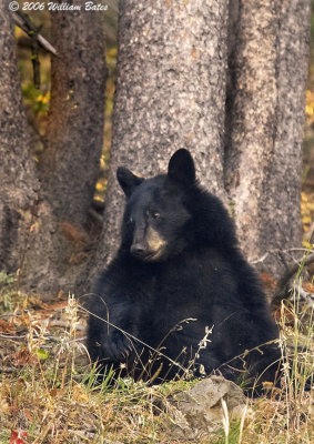 Black Bear Cub 09_30_06.jpg