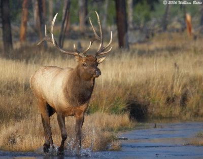 Bull Elk 10_01_06.jpg