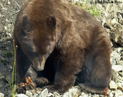 Black Bear EAting Pine Cone 09_28_06.jpg