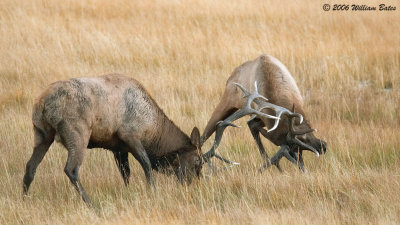 Fighting Elk 09_29_06.jpg
