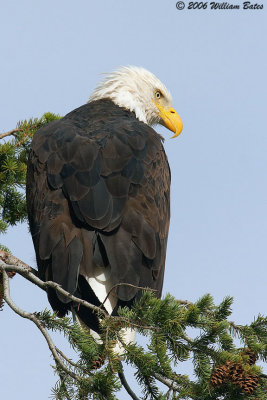 Bald Eagle 09_28_06.jpg