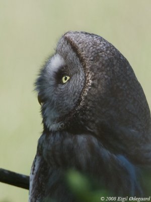 Lapugle