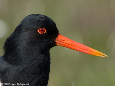 Strandskade (Haematopus ostralegus)