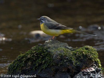 Bjergvipstjert (Motacilla cinerea)