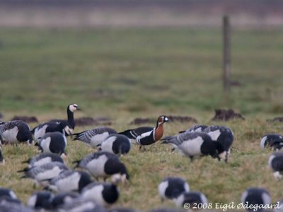 Rødhalset Gaas (Branta ruficollis)