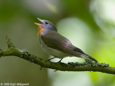 Lille Fluesnapper (Ficedula parva)