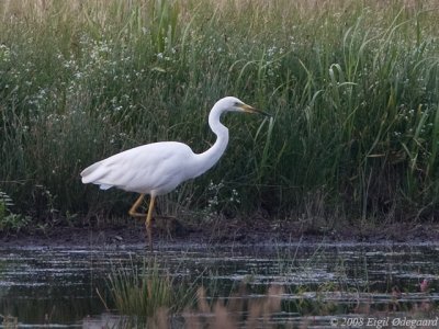 Sølv Hejre (Ardea alba)