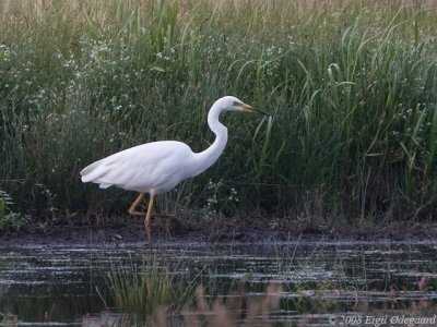 Slv Hejre (Ardea alba)