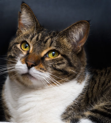 a cat.jpg