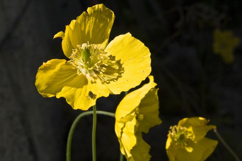 Yellow Poppy