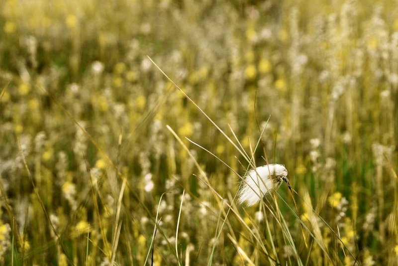 Bog Cotton