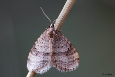 Acronicta increta (?)