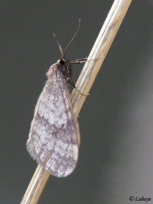 Acronicta increta (?)