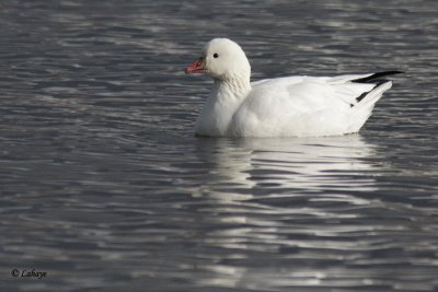 Oie de Ross - Ross's Goose