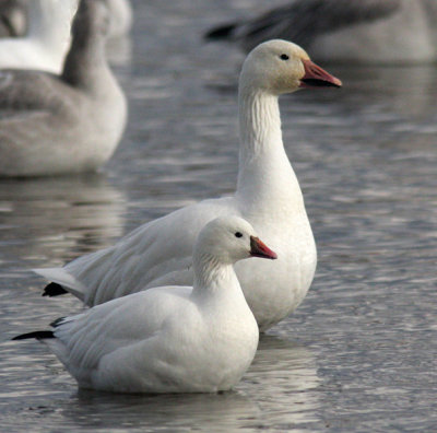 Oie des neiges et de Ross - Snow and Ross's Geese