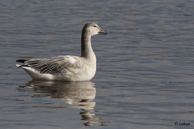 Oie des neiges - Snow Goose - juv.