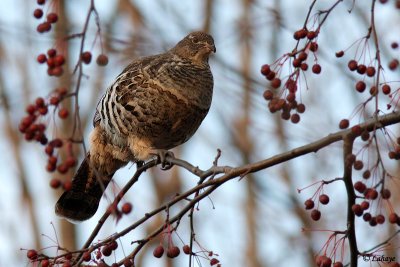 Glinotte huppe - Ruffed Grouse