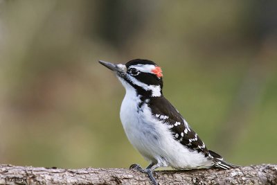 Pic chevelu - Hairy Woodpecker - male