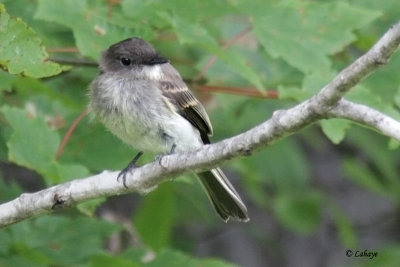 Moucherolle phbi - eastern Phoebe