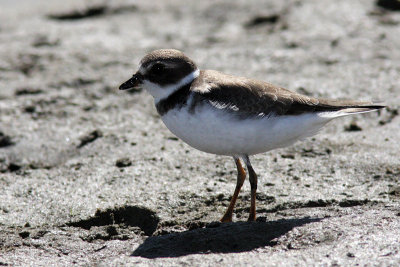 Pluvier semipalm - Semipalmated Plover
