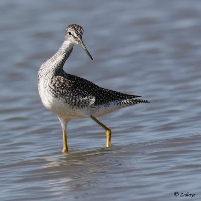 Grand chevalier - Greater Yellowlegs