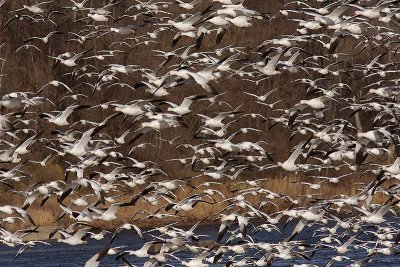 Oies du Canada - Snow Geese