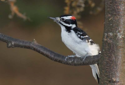 Pic chevelu - Hairy Woodpecker - male