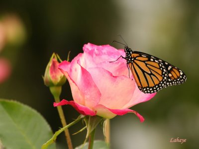 Monarque (Danaus Plexippus)