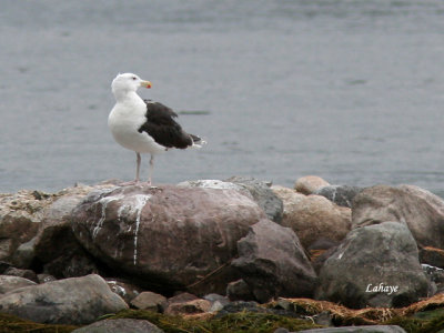 Golands (Larus)