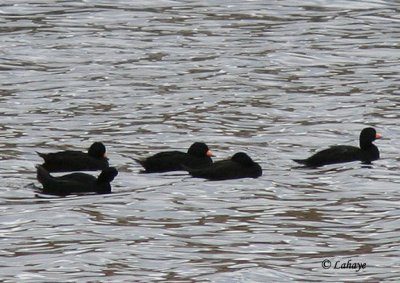 Macreuses noires (Melanitta nigra)