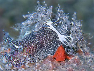 Trapania & Frogfish!!